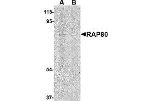 Western Blotting (WB) image for anti-Ubiquitin Interaction Motif Containing 1 (UIMC1) (N-Term) antibody (ABIN1031531) (UIMC1 抗体  (N-Term))