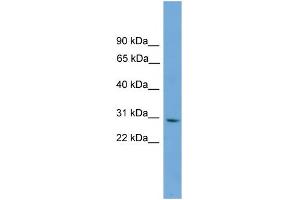 WB Suggested Anti-CNPY3 Antibody Titration: 0.