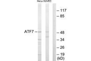 Western blot analysis of extracts from HeLa/HuvEc cells, using ATF7 Antibody. (AFT7 抗体  (AA 41-90))
