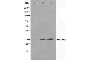 Western blot analysis on Jurkat and K562 cell lysate using PTTG1 Antibody,The lane on the left is treated with the antigen-specific peptide. (PTTG1 抗体  (Internal Region))