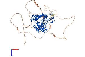 EYA3 Protein (AA 1-573) (His tag)