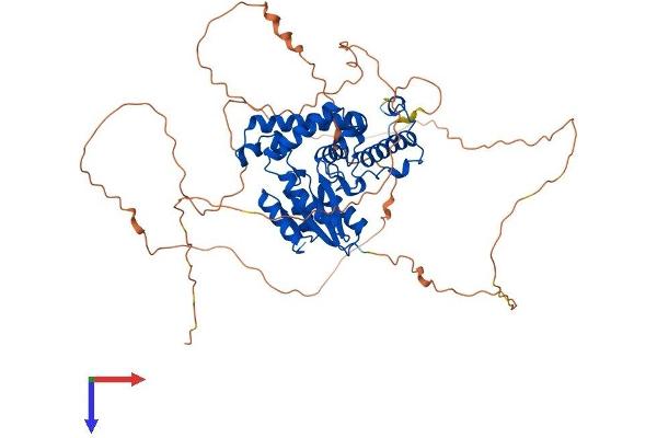 EYA3 Protein (AA 1-573) (His tag)