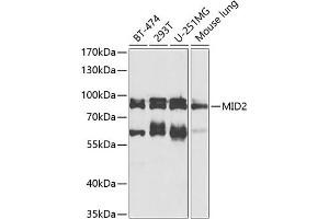 Western blot analysis of extracts of various cell lines, using MID2 antibody (ABIN6128234, ABIN6143837, ABIN6143838 and ABIN6224347) at 1:1000 dilution. (Midline 2 抗体  (AA 476-705))