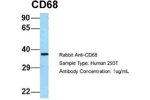 Host: Rabbit  Target Name: CD68  Sample Tissue: Human 293T  Antibody Dilution: 1. (CD68 抗体  (N-Term))