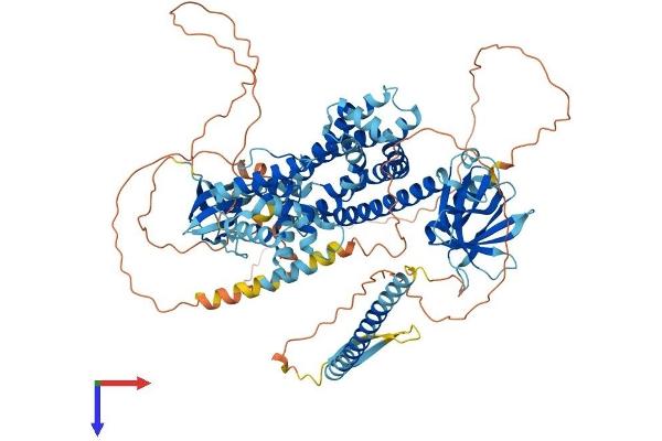 ARHGEF7 Protein (AA 1-862) (His tag)