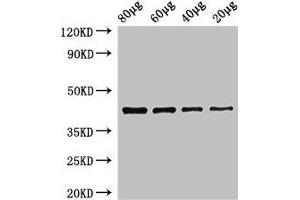 Western Blot Positive WB detected in: Zebrafish tissue 80 μg, 60 μg, 40 μg, 20 μg All lanes: egfra antibody at 3. (egfra 抗体  (AA 21-389))