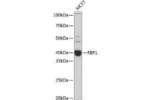 Western blot analysis of extracts of MCF7 cells, using FBP1 Rabbit mAb (ABIN7267269) at 1:1000 dilution. (FBP1 抗体)