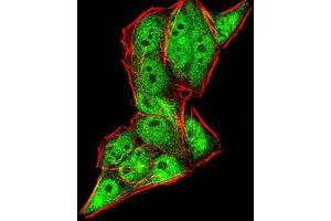 Immunofluorescence analysis of HeLa cells using DDX20 mouse mAb (green). (DDX20 抗体  (AA 725-824))