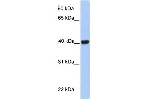 WB Suggested Anti-MGC29891 Antibody Titration:  0. (GABPB2 抗体  (C-Term))