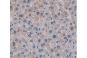 IHC-P analysis of Mouse Tissue, with DAB staining. (MGEA5 抗体  (AA 679-808))