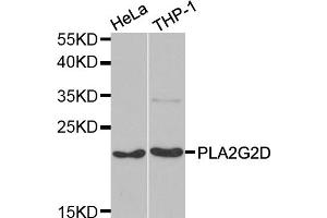 Western blot analysis of extracts of various cell lines, using PLA2G2D antibody (ABIN5974036) at 1/1000 dilution. (PLA2G2D 抗体)