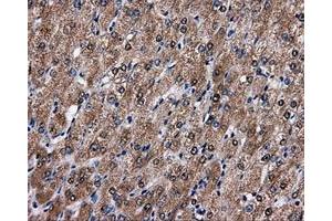 Immunohistochemistry (IHC) image for anti-Fumarylacetoacetate Hydrolase Domain Containing 2A (FAHD2A) antibody (ABIN1498182)