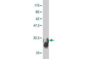 Western Blot detection against Immunogen (31. (SYT11 抗体  (AA 84-139))