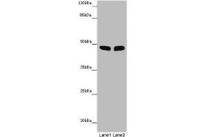 Western blot All lanes: FBL21 antibody at 10 μg/mL Lane 1: Mouse heart tissue Lane 2: Mouse skeletal muscle tissue Secondary Goat polyclonal to rabbit IgG at 1/10000 dilution Predicted band size: 49 kDa Observed band size: 49 kDa (FBXL21 抗体  (AA 78-137))