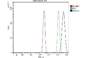 Flow Cytometry analysis of SiHa cells using anti-RRP1B antibody (ABIN7600561). (RRP1B 抗体  (AA 20-727))
