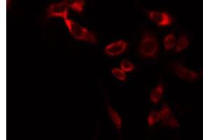 ABIN6266894 staining RAW264. (COX11 抗体  (Internal Region))