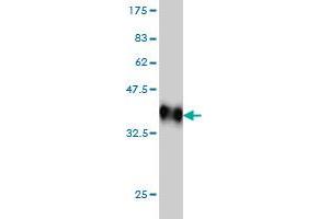 Western Blot detection against Immunogen (36. (MAPK10 抗体  (AA 219-319))