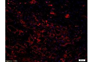 Formalin-fixed and paraffin embedded rabbit meniscuslabeled with Anti-VEGF Polyclonal Antibody, Unconjugated (ABIN674829) followed by conjugation to the secondary antibody and DAPI staining
