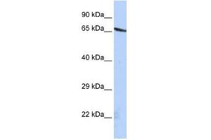 OLFML2A antibody used at 1 ug/ml to detect target protein. (OLFML2A 抗体  (N-Term))