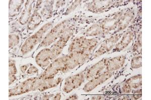Immunoperoxidase of purified MaxPab antibody to EAF1 on formalin-fixed paraffin-embedded human stomach. (EAF1 抗体  (AA 1-268))