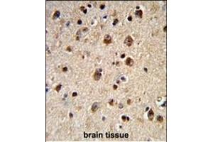 Formalin-fixed and paraffin-embedded human brain tissue reacted with ADRBK2 Antibody (N-term), which was peroxidase-conjugated to the secondary antibody, followed by DAB staining. (ADRBK2 抗体  (N-Term))