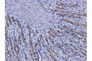 Immunohistochemical staining of rat stomach tissue using anti-EGFR antibody  Matuzumab. (Recombinant EGFR (Matuzumab Biosimilar) 抗体  (Extracellular Domain))