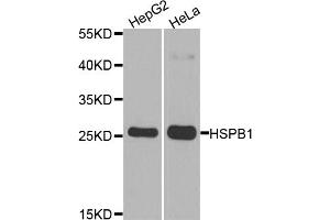 Western blot analysis of extracts of various cell lines, using HSPB1 antibody (ABIN5970070) at 1/1000 dilution. (HSP27 抗体)