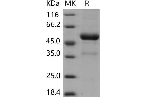 KLRB1F Protein (Fc Tag)