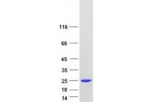 PPP1R14B Protein (Myc-DYKDDDDK Tag)