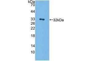Detection of Recombinant ErbB4, Human using Polyclonal Antibody to Erb-b2 Receptor Tyrosine Kinase 4 (ErbB4) (ERBB4 抗体  (AA 29-278))