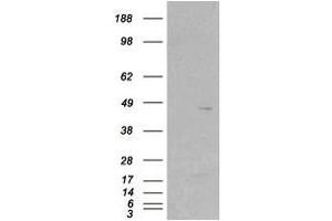 Image no. 2 for anti-Src Kinase Associated Phosphoprotein 2 (SKAP2) (C-Term) antibody (ABIN374180) (SKAP2 抗体  (C-Term))