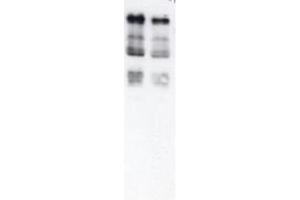 Western blot of Ubiquitin. (Ubiquitin 抗体)