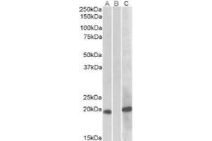 HEK293 lysate (10 µg protein in RIPA buffer) overexpressing Human HOXA1 with C-terminal MYC tag probed with AP21275PU-N (1 ug/ml) in Lane A and probed with anti-MYC Tag (1/1000) in lane C. (HOXA1 抗体)