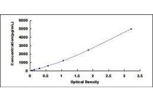 Nicotinic Acetylcholine Receptor beta (CHRNB1) ELISA Kit