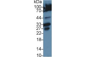 Western Blot; Sample: Human Hela cell lysate; Primary Ab: 2µg/ml Rabbit Anti-Rat CASP3 Antibody Second Ab: 0. (Caspase 3 抗体  (AA 29-175))