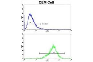 Flow Cytometry (FACS) image for anti-Transglutaminase 4 (Prostate) (TGM4) antibody (ABIN3002879) (TGM4 抗体)