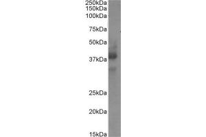 Western Blot using anti-CD34 antibody My10.