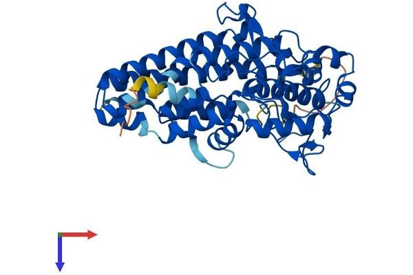 IDO1 Protein (AA 1-407) (His tag)