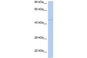 WB Suggested Anti-PAOX Antibody Titration: 0. (PAOX 抗体  (Middle Region))