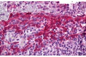 Anti-PTGES antibody IHC staining of human tonsil. (Prostaglandin E Synthase 抗体)