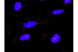 Proximity Ligation Analysis of protein-protein interactions between PLCG2 and PLCG1. (Phospholipase C gamma 2 抗体  (AA 1-1265))