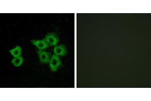 Peptide - +Western blot analysis of extracts from 293 cells, using AGTRL1 antibody. (Apelin Receptor 抗体)
