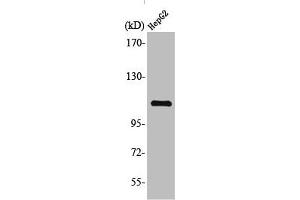 Western Blot analysis of HuvEc cells using TFIIIC110 Polyclonal Antibody (GTF3C2 抗体  (N-Term))