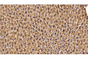 Detection of GHR in Mouse Liver Tissue using Polyclonal Antibody to Growth Hormone Receptor (GHR) (Growth Hormone Receptor 抗体  (AA 36-266))