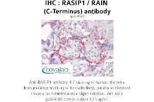 Image no. 1 for anti-Ras Interacting Protein 1 (RASIP1) (C-Term) antibody (ABIN1738746) (RASIP1 抗体  (C-Term))