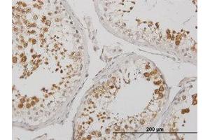 Image no. 1 for anti-Bol, Boule-Like (BOLL) (AA 185-284) antibody (ABIN599301) (BOLL 抗体  (AA 185-284))