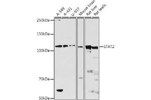 Western blot analysis of extracts of various cell lines, using ST antibody (ABIN7270304) at 1:500 dilution. (STAT2 抗体  (AA 650-750))