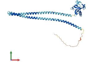 Protein Structure (PS) image for Oxidized Low Density Lipoprotein (Lectin-Like) Receptor 1 (OLR1) (AA 1-363) protein (His tag) (ABIN7565031)