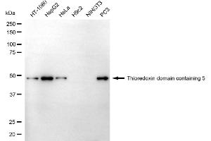 Western blotting analysis using thioredoxin domain containing 5 antibody (ABIN7800542). (TXNDC5 抗体)