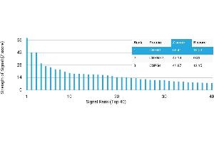 Protein Array (PAr) image for anti-Corticotropin Releasing Hormone Receptor 1 (CRHR1) antibody (ABIN7455996) (CRHR1 抗体)